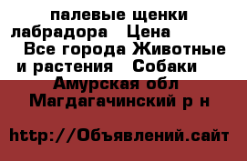 палевые щенки лабрадора › Цена ­ 30 000 - Все города Животные и растения » Собаки   . Амурская обл.,Магдагачинский р-н